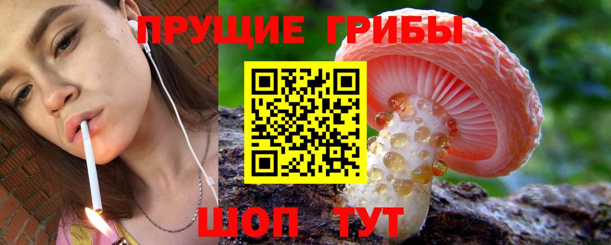 Псилоцибиновые грибы Psilocybine cubensis Черногорск